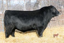 Lot 40 - MLG Pioneer 3Z