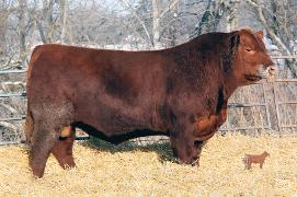 Lot 37 - Red MLG Canyon 36Z